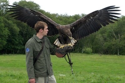 eagle flying show