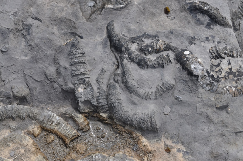 fossils streedagh beach