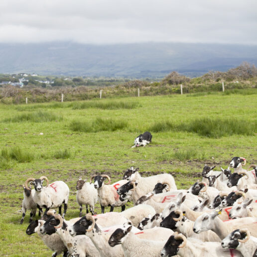 Atlantic Sheep Farm Visitor Centre Grange Co Sligo master - Sligo Southern Hotel